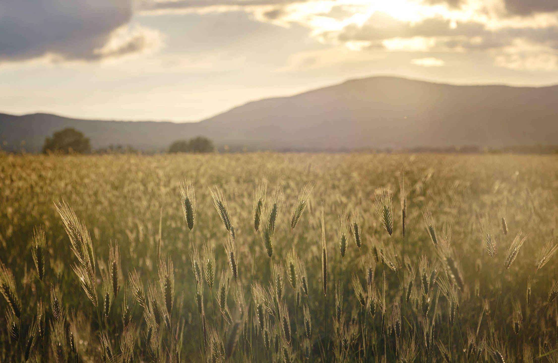 Scene of sunset or sunrise on the field with young rye or wheat in the summer with a cloudy sky background. Landscape. Shoot with Shallow Depth Of field.